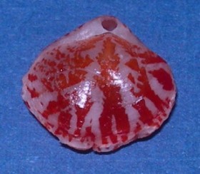 Seashells Red Brachiopod Frenulina sanguinolenta 