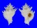 CORALLIOPHILIDAE BABELOMUREX JAPONICUS shell