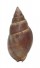 NASSARIIDAE NASSARIUS CORNICULUS shell