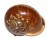 LANDSNAIL CYCLOPHORUS AURANTIACUS shell