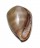 ELLOBIIDAE MELAMPUS COFFEA shell