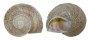 LANDSNAIL IBERUS GUALTERIANUS shell
