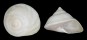 CALLIOSTOMATIDAE MAUREA  SELECTA shell
