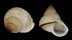 LANDSNAIL CYCLOPHORUS SPECIES shell