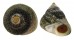 TROCHIDAE OSILINUS LINEATUS shell