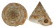 PLEUROTOMARIIDAE PEROTROCHUS SALMIANA shell