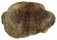 PLACUNIDAE PLACUNA EPHIPPIUM shell