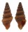TURRIDAE CLAVUS ROSALINUS shell