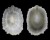 FISSURELLIDAE HEMITOMA OCTORADIATA shell