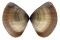 MACTRIDAE MACTRA GRANDIS shell