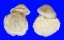 OSTREIDAE OSTREA PALMIPES shell