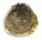 OSTREIDAE EMPRESSOSTREA PHILIPPINARUM shell