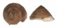 TURBINIDAE GUILDFORDIA TAGAROAE shell