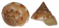 PLEUROTOMARIIDAE PEROTROCHUS ANSEEUWI shell