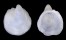 CAPULIDAE CAPULUS JAPONICUS shell
