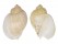 BUCCINIDAE VOLUTHARPA AMPULLACEA PERRYI shell