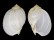 BUCCINIDAE VOLUTHARPA AMPULLACEA PERRYI shell