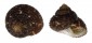 TROCHIDAE CLANCULUS CRUCIATUS shell