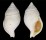 BUCCINIDAE AULACOFUSUS INSULAPRATENSIS shell