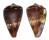 CONIDAE AFRICONUS VULCANUS shell