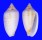 MITRIDAE PTERYGIA CONUS shell
