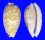 CYPRAEIDAE CYPRAEA CUMINGII CLEOPATRA shell