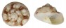 TROCHIDAE GIBBULA MAGUS shell