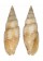 MITRIDAE NEOCANCILLA ARENACEA shell
