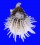 SPONDYLIDAE SPONDYLUS ALBIBARBATUS shell