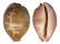 CYPRAEIDAE LEPOCYPRAEA MAPPA PANERYTHRA shell