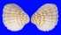 CARDITIDAE CARDITES CANALICULATUS shell