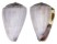 CONIDAE CONUS TROCHULUS shell