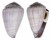 CONIDAE CONUS TROCHULUS shell