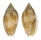 MITRIDAE PTERYGIA cf. SCABRICULA shell