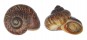LANDSNAIL CYCLOPHORUS LEUCOSTOMA shell