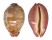 CYPRAEIDAE LEPOCYPRAEA MAPPA PANERYTHRA shell