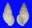 LANDSNAIL AMPHIDROMUS MACULIFERUS shell