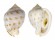CASSIDAE SEMICASSIS BISULCATA JAPONICA shell