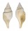 FOSSIL CLAVILITHES NOAE shell