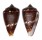 CONIDAE AFRICONUS SPECIES shell