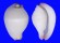 OVULIDAE CALPURNUS VERRUCOSUS shell