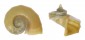 TRICHOTROPIDAE SEPARATISTA HELICOIDES shell