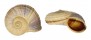 LANDSNAIL TROPIDOPHORA MOULINSII shell