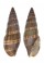 MITRIDAE VEXILLUM AUSTRALE shell