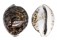 CYPRAEIDAE CYPRAEA TIGRIS shell