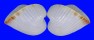 GLOSSIDAE MEIOCARDIA HAWAIANA shell