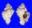 MURICIDAE PHYLLONOTUS OCULATUS shell
