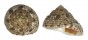 TROCHIDAE CLANCULUS LIMBATUS shell