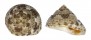 TROCHIDAE CLANCULUS LIMBATUS shell