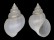 RISSOIDAE MICROSTELMA JAPONICA shell